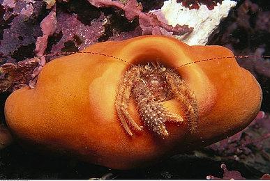 《刺客信条：Hexe》将打破系列惯例 进行大刀阔斧式革新